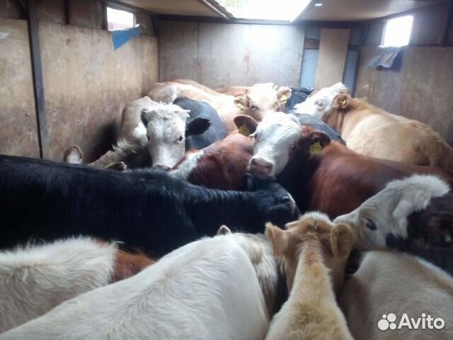 Быки и телки