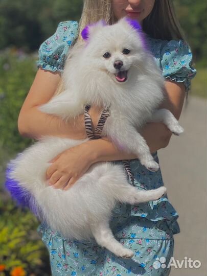 Шпиц случка вязка