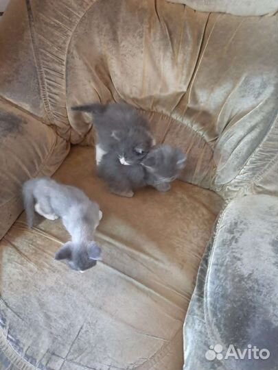 Катята в дар хорошим людям