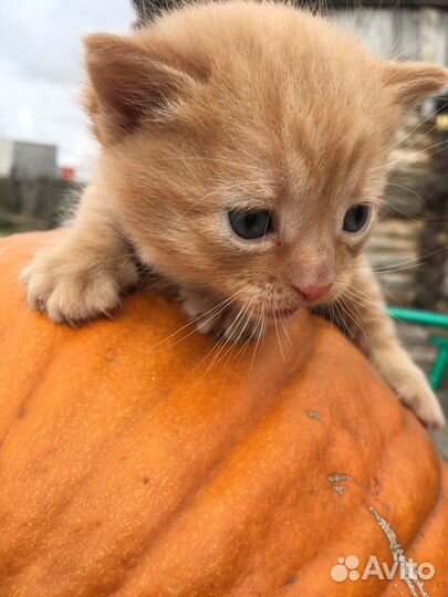 Котенок