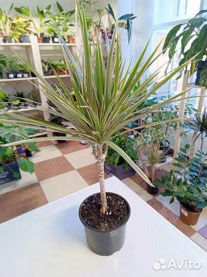 Драцена Биколор