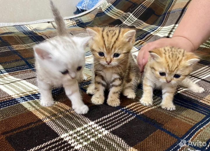 Шотландские котята