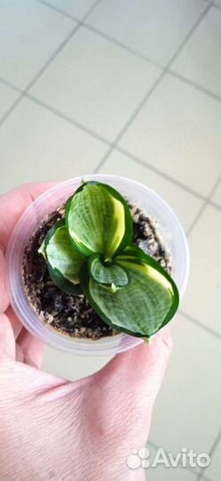 Сансевиерии разные