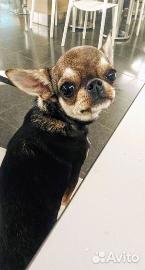 Продам мальчика мини