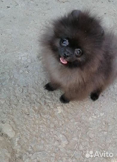 Девочка и мальчик Мини