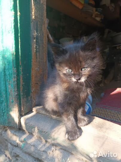 Котята бесплатно