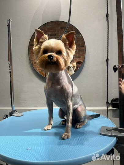 Обучение грумингу