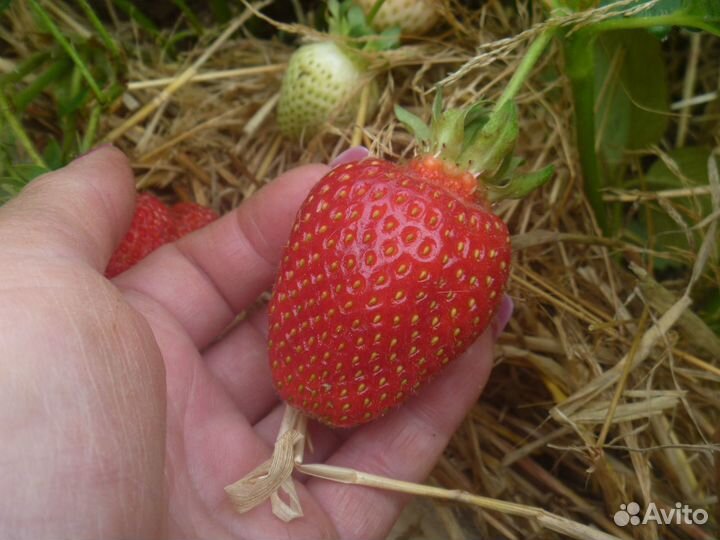 Кустики клубники Азия, Хоней, Купчиха и Малина Тиб