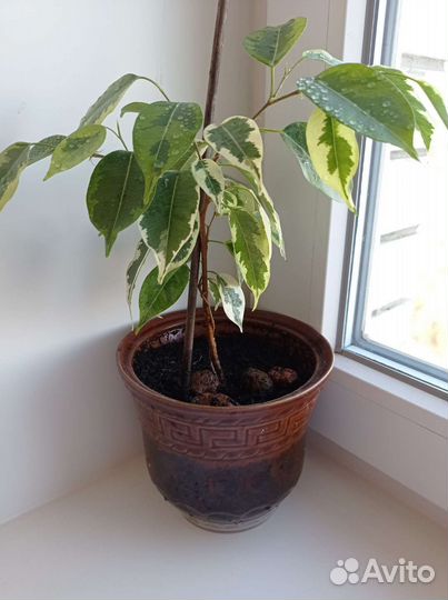 Фикус каучуконосный, бенджамин