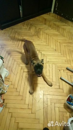 Передержка собак