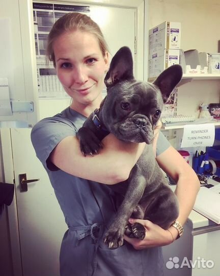 Ветеринарный врач на дом Круглосуточно 24/7