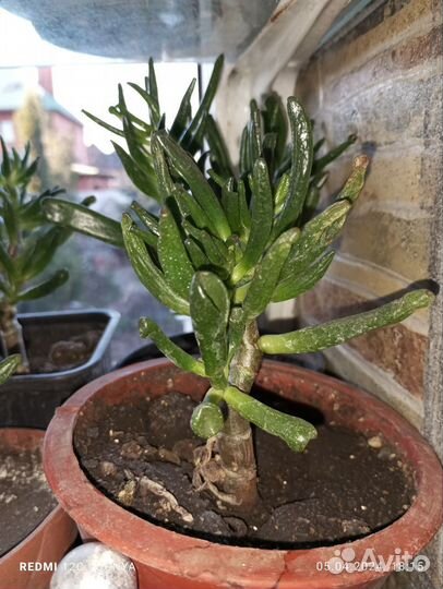 Комнатные растения цветы