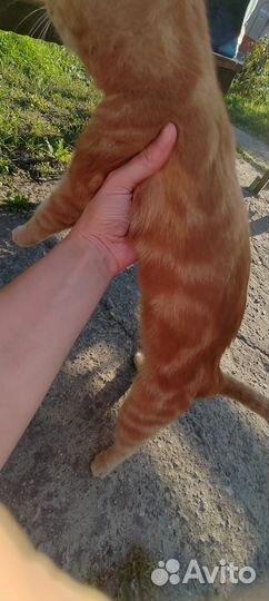 Котенок