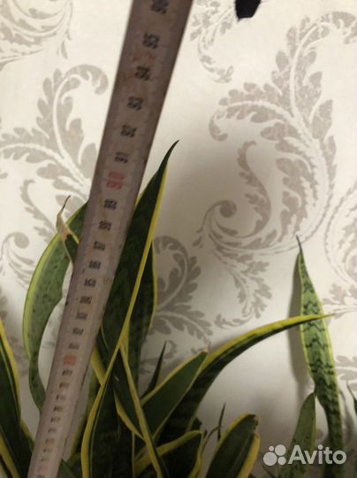 Сансевиерия