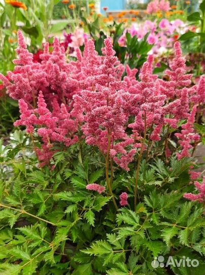 Многолетники для сада