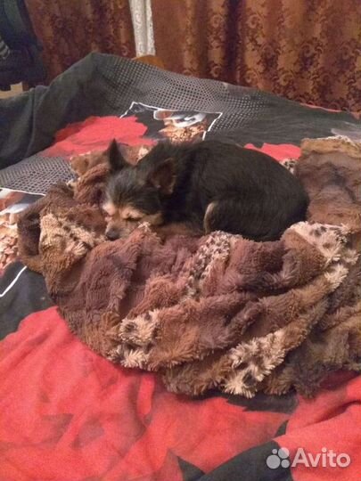 Передержка кошек, собак, грызунов. Котоняня