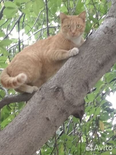 Кошка в дар бесплатно