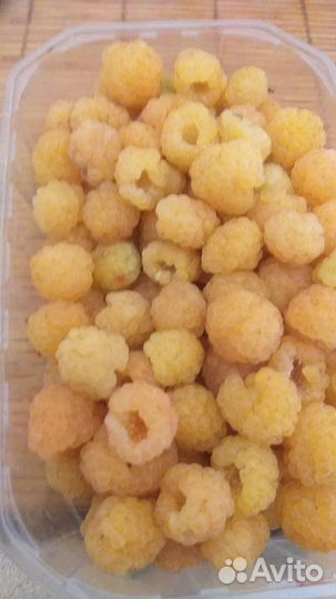 Саженцы малины