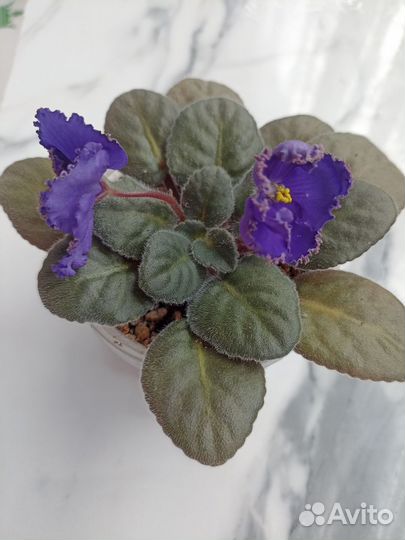 Набор из 3-х фиалок