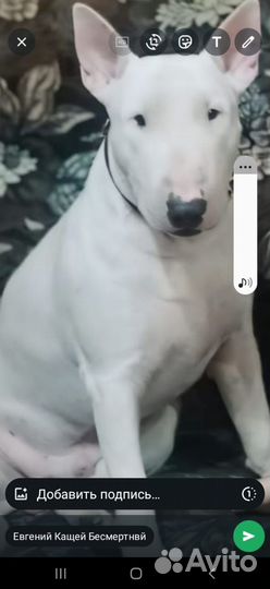 Щенки стандартного бультерьера