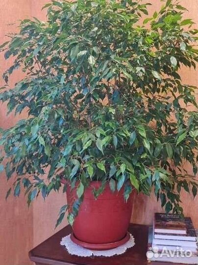 Фикус бенджамина большой