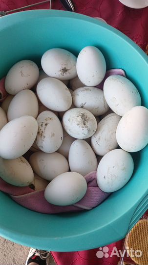 Яйцо домашнее гусиные
