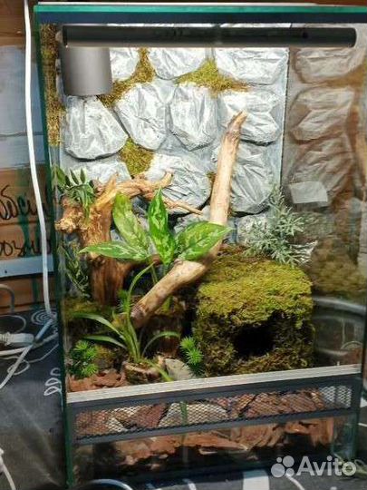 Террариум с оборудованием и декором для эублефара