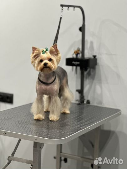 Стрижки собак и кошек