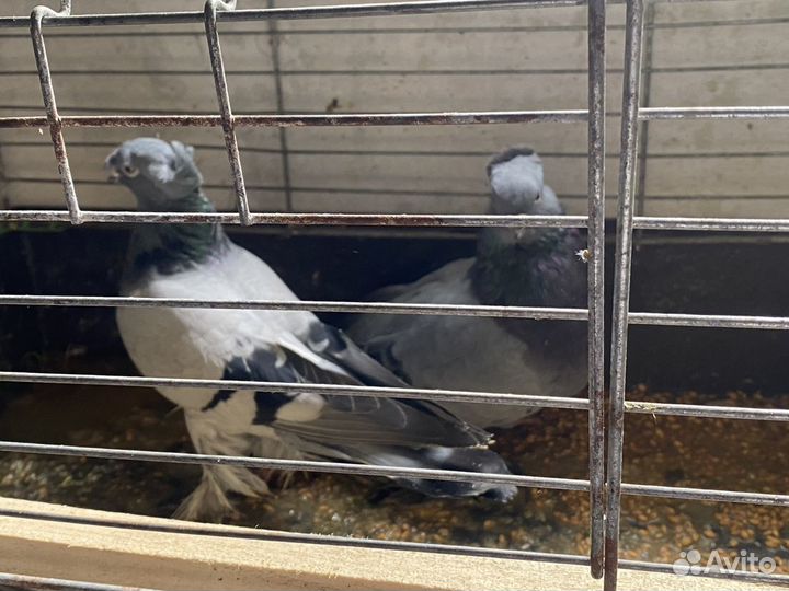 Голуби адижанцы такла статные