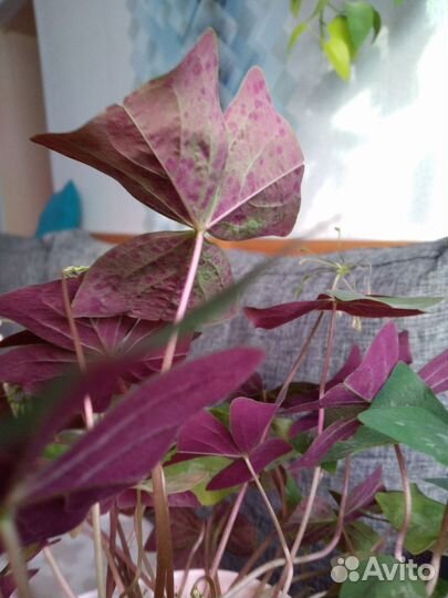 Оксалис сортовой