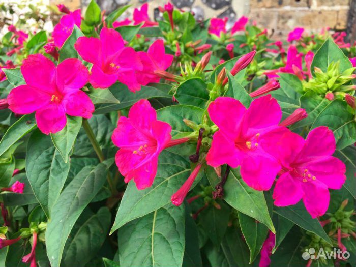 Семена Мирабилис (Ночная красавица)