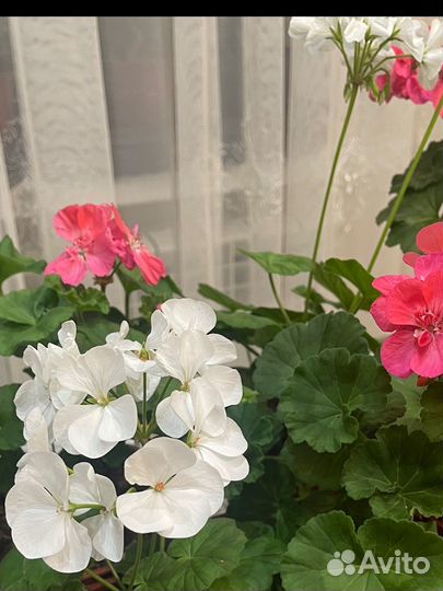 Пеларгония герань