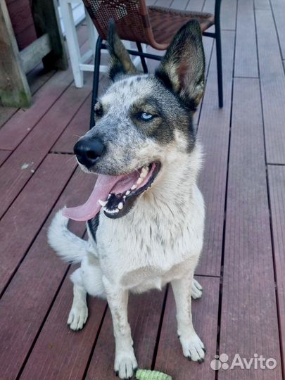 Красотка с разными глазами