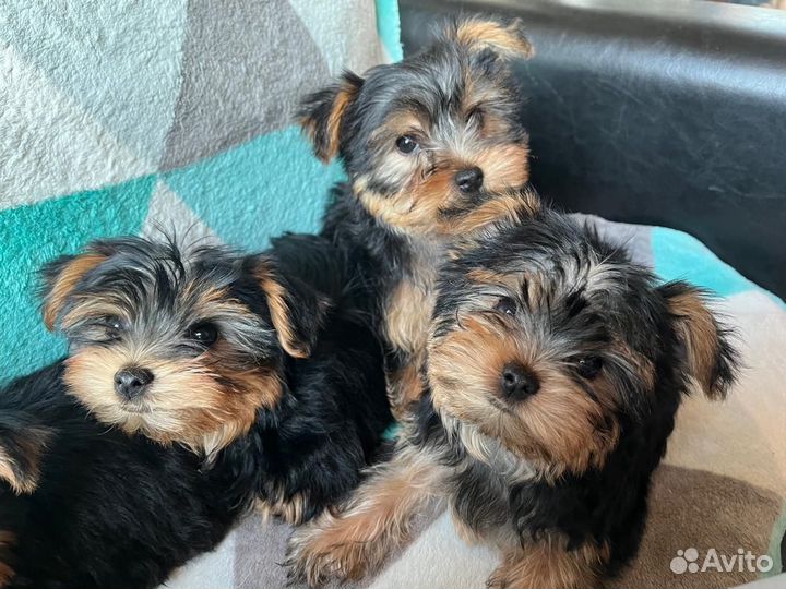 Йоркширский терьер