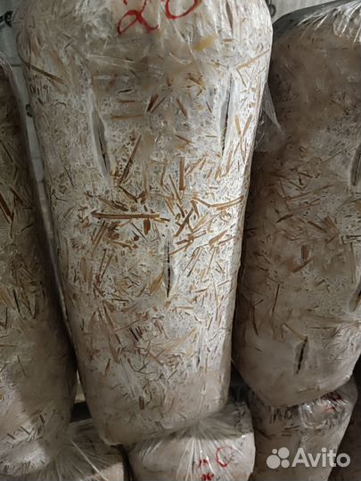 Грибные блоки вешенки