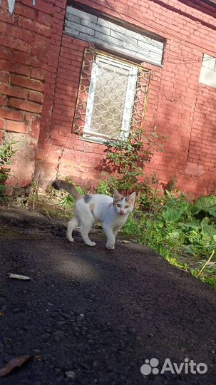 Кошка