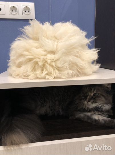 Папаха как у Хабиба