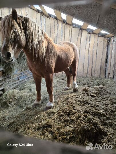 Жеребец русский тяжеловоз