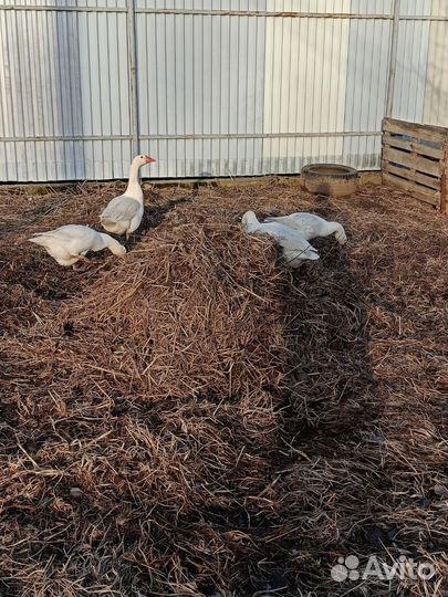 Яйцо инкубационное гусиное, индоутиные