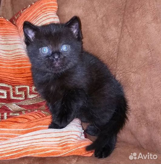 Кот от Британской вислоухой