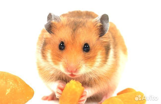 Хомяк Сирийский обычный