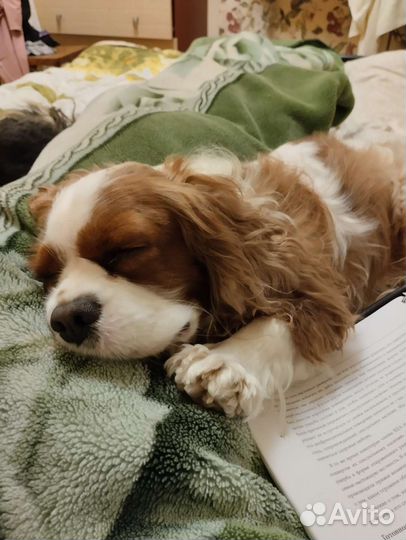 Передержка собак