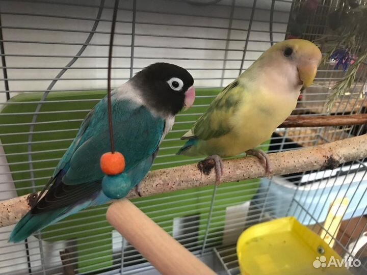 Пара неразлучников