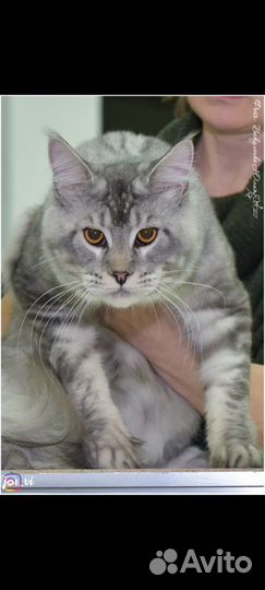 Продаются котята