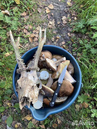 Рога косули