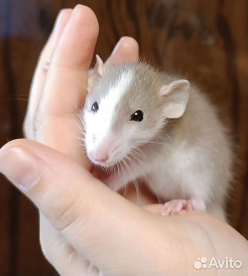 Крысята дамбо