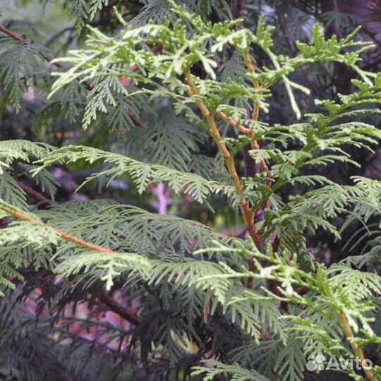 Туя складчатая Мартин (1 саженец)