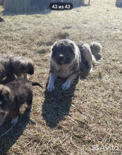 Кавказская овчарка продажа щенков