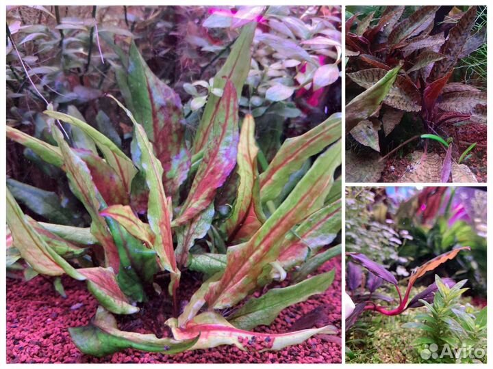 Аквариумные растения