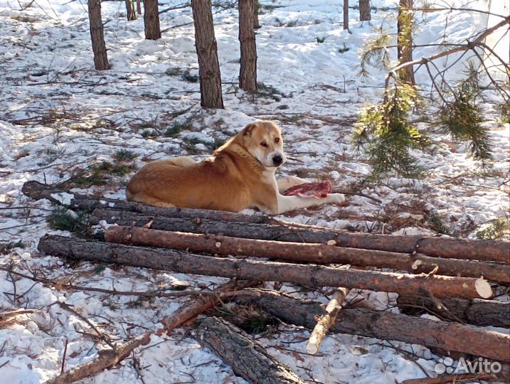 Кобель для вязки сао